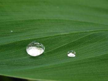Close-up of water drops on leaf