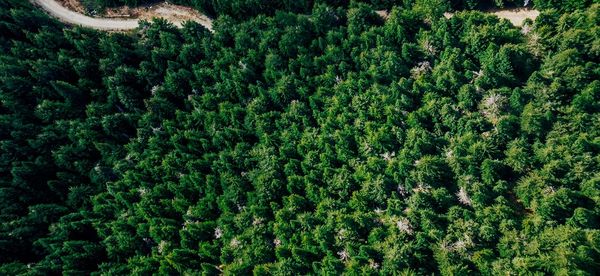 High angle view of trees in forest