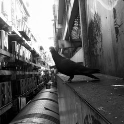 Woman standing in city