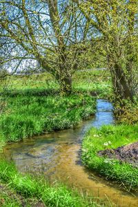 Stream flowing in forest