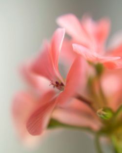 Close-up of pink flower