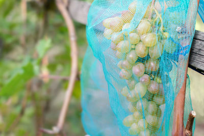 Close-up of animal hanging on plant