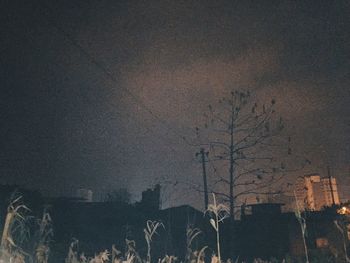 Low angle view of tree against sky