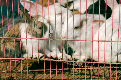 Close-up of white goat in pen