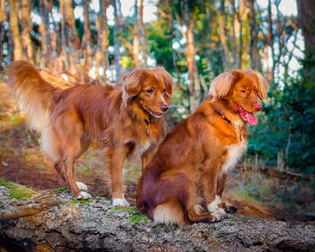 View of golden retriever in the forest