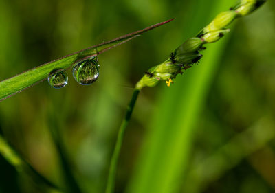 Close-up of raindrops on leaf