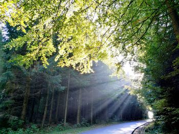 Road amidst trees in forest