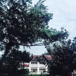 Low angle view of trees and buildings against sky