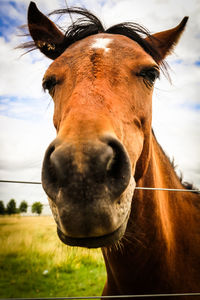Close-up of a horse on field
