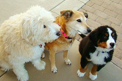 High angle view of golden retriever dog