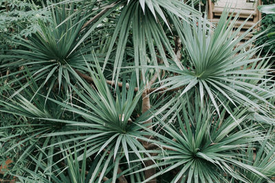 High angle view of palm tree