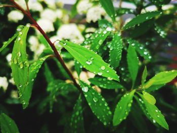 Close-up of wet plant leaves during rainy season