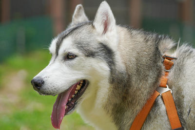 Close-up of a dog looking away