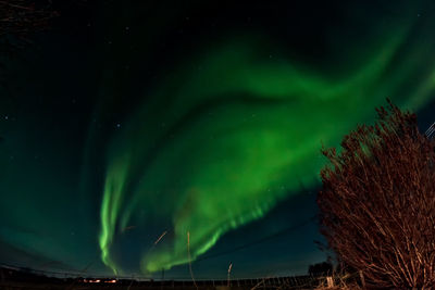 Low angle view of aurora borealis against sky at night
