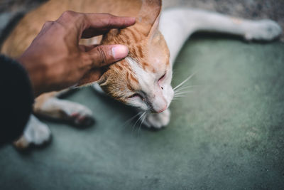Midsection of man holding cat
