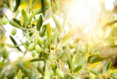 Close-up of food growing on plant