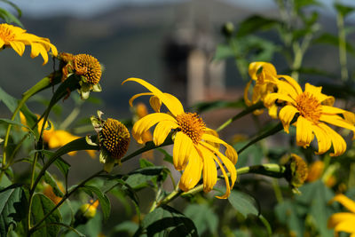 Close-up of yellow flowering plants