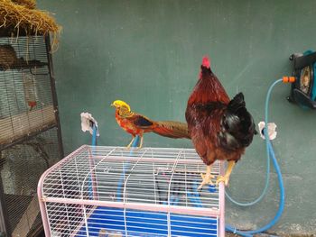 Birds on cage against wall