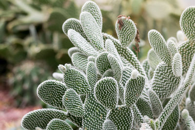 Close-up of plant