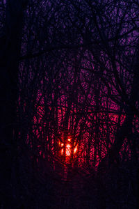 Low angle view of illuminated trees in the dark