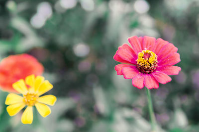 Close-up of pink cosmos flower