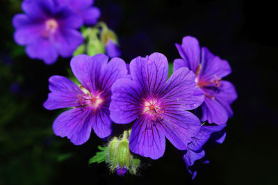 Close-up of purple flowering plants