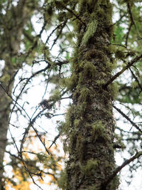 Low angle view of tree in forest