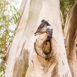 Birds perching on tree trunk