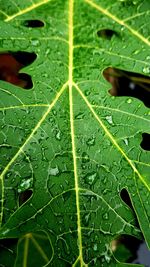 Close-up of raindrops on leaves