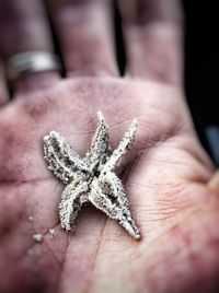 Cropped hand holding starfish