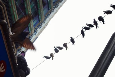 Low angle view of birds perching on cable against sky