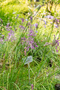 plant