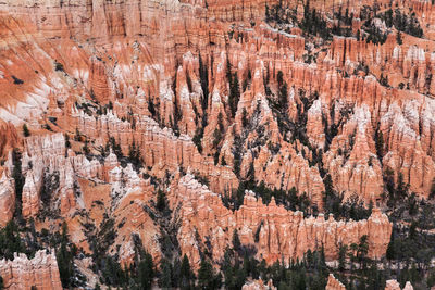 View of trees growing on rock