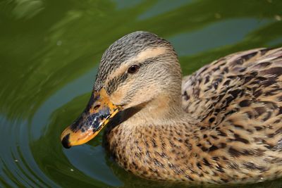 High angle view of mallard duck swimming in lake