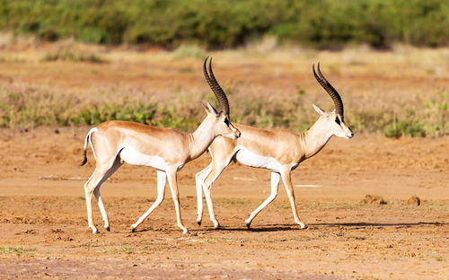 Side view of wild animalon field