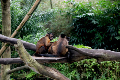 Monkey sitting on tree in forest