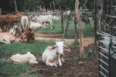 View of sheep on field