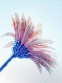 Close-up of flowers over white background