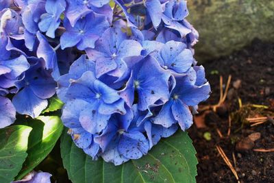 Close-up of purple flowers blooming in park