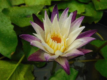 Close-up of yellow flower blooming outdoors