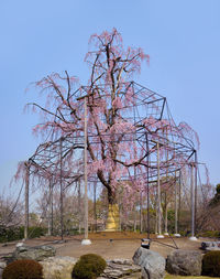 Cherry blossom tree on field against clear sky