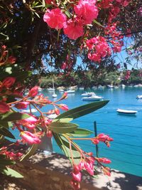 Close-up of pink flowers blooming in lake