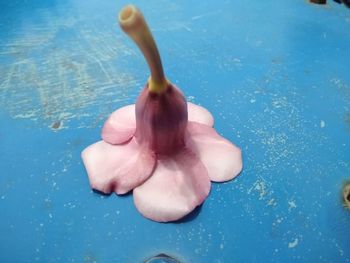 High angle view of pink water on table