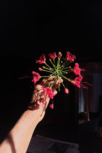 Close-up of hand holding flowering plant against black background