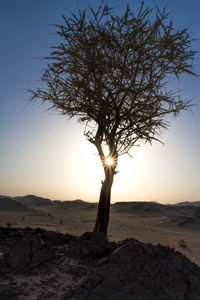 Silhouette tree on rock against sky during sunset