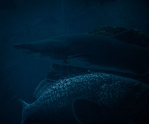 Close-up of fish underwater