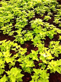 High angle view of leaves on field