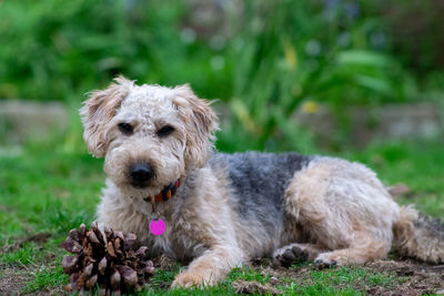 Portrait of dog relaxing outdoors