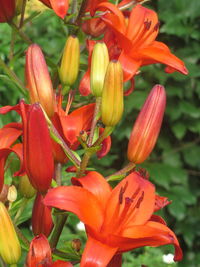 Close-up of red flower