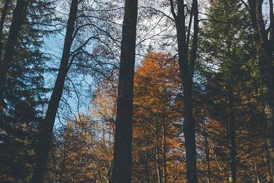 Low angle view of trees in forest